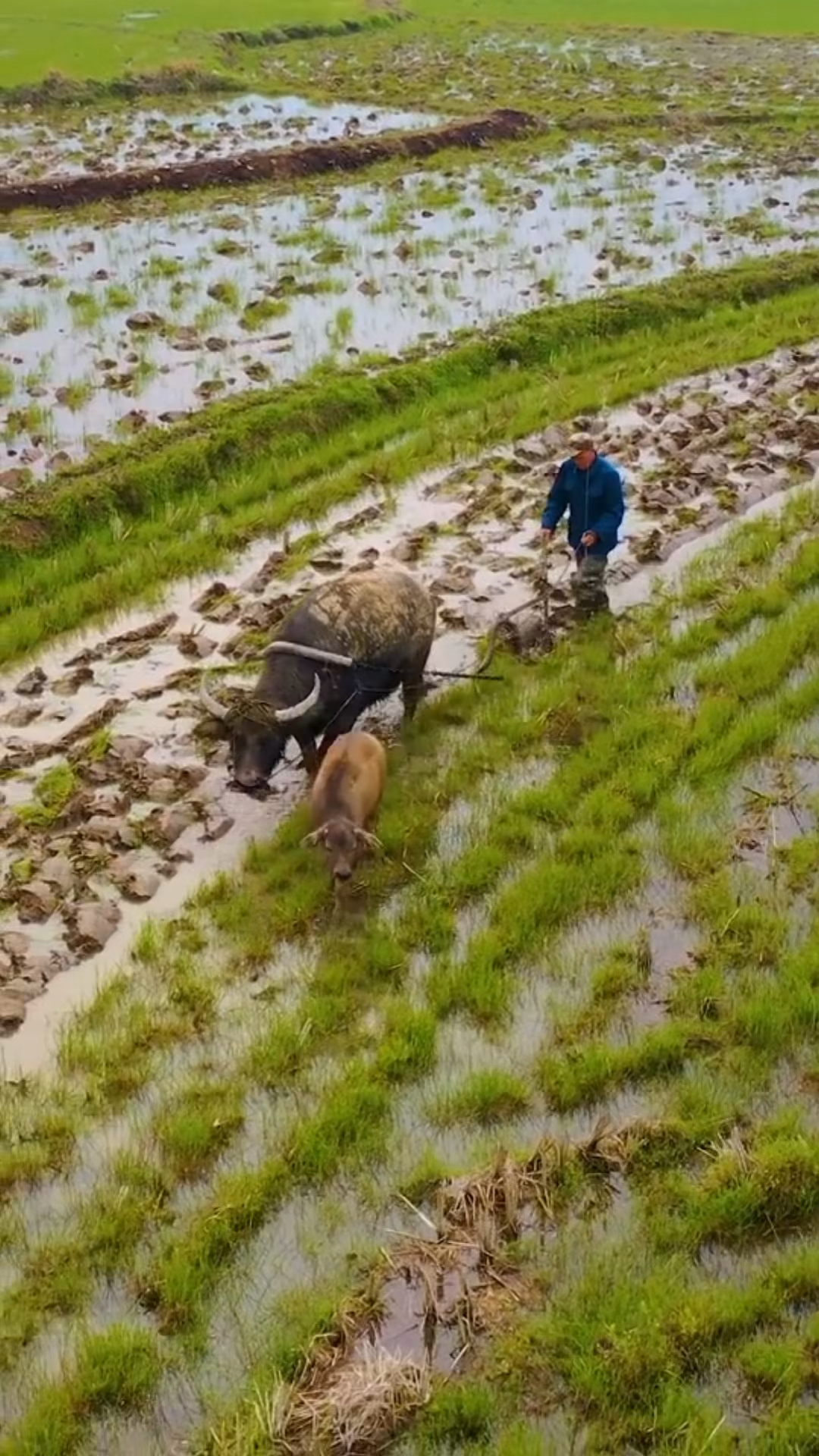 耕田的季节到了,每一个人都在忙么,自己的农田-全民小视频