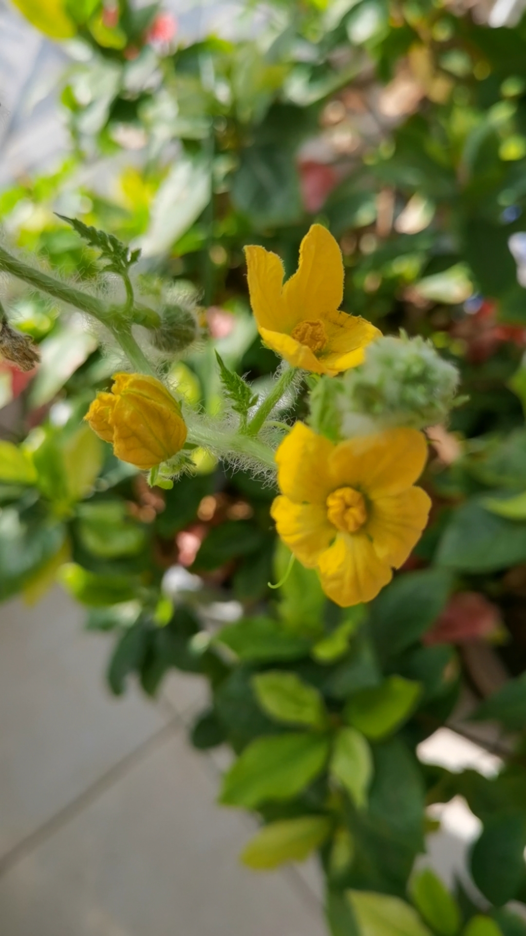 过好冬天#西瓜花在阳光下美得像剪影