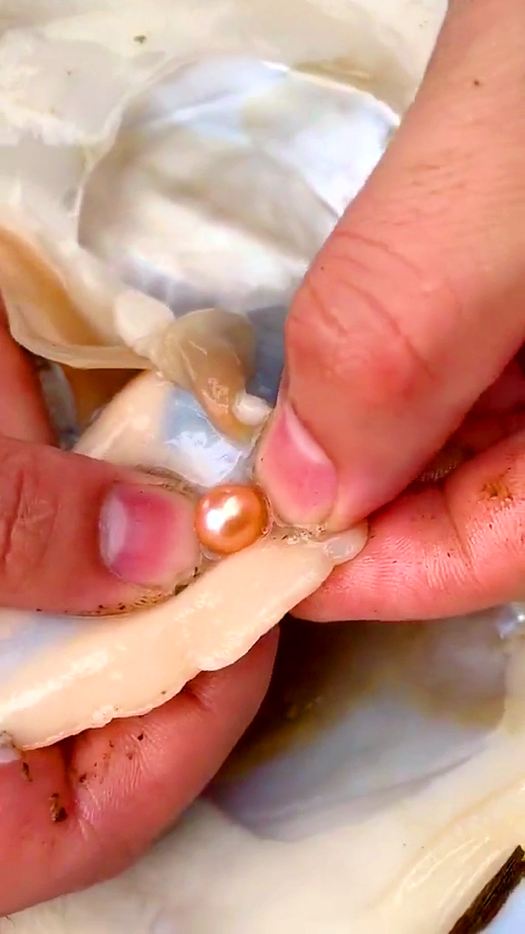 开蚌取珍珠#珠圆玉润,圆婉温柔,淡雅韵致.