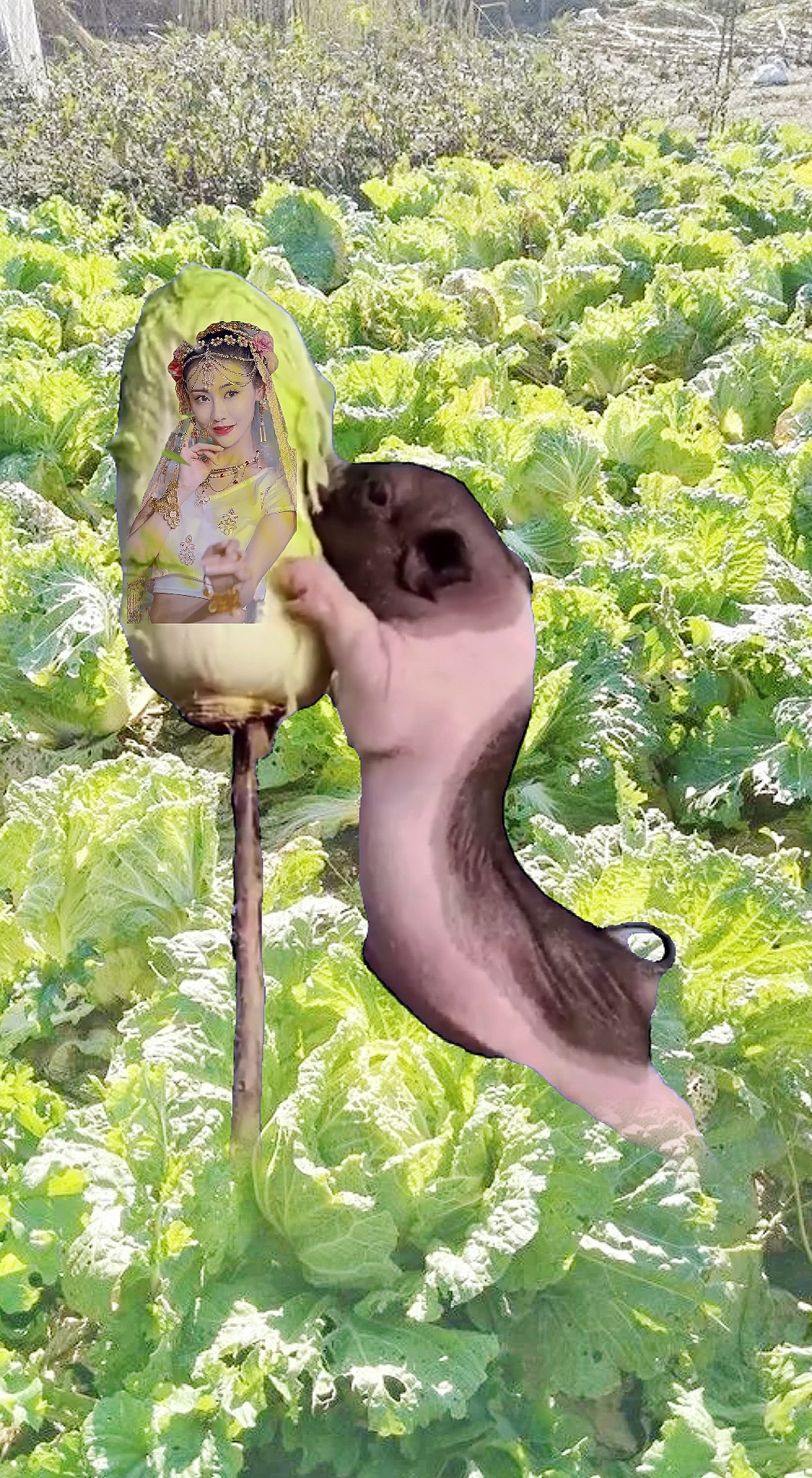 猪八戒#二师兄啃白菜