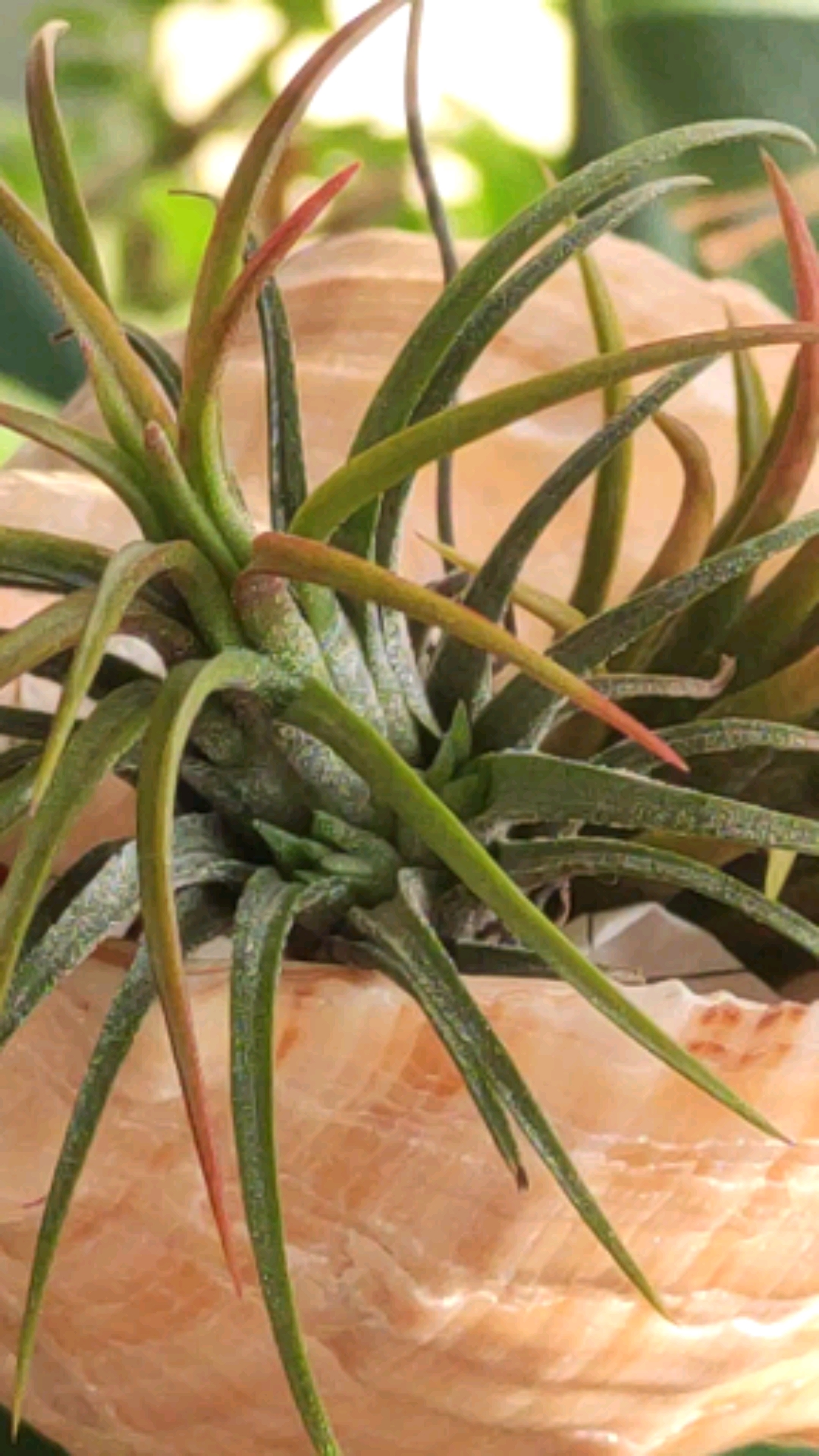 空气凤梨#空气凤梨发新芽了