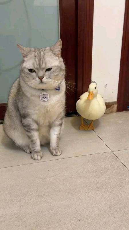 扫码下载全民小视频 鸣宁3天前 整天折腾我们的傻猫,不是"银".