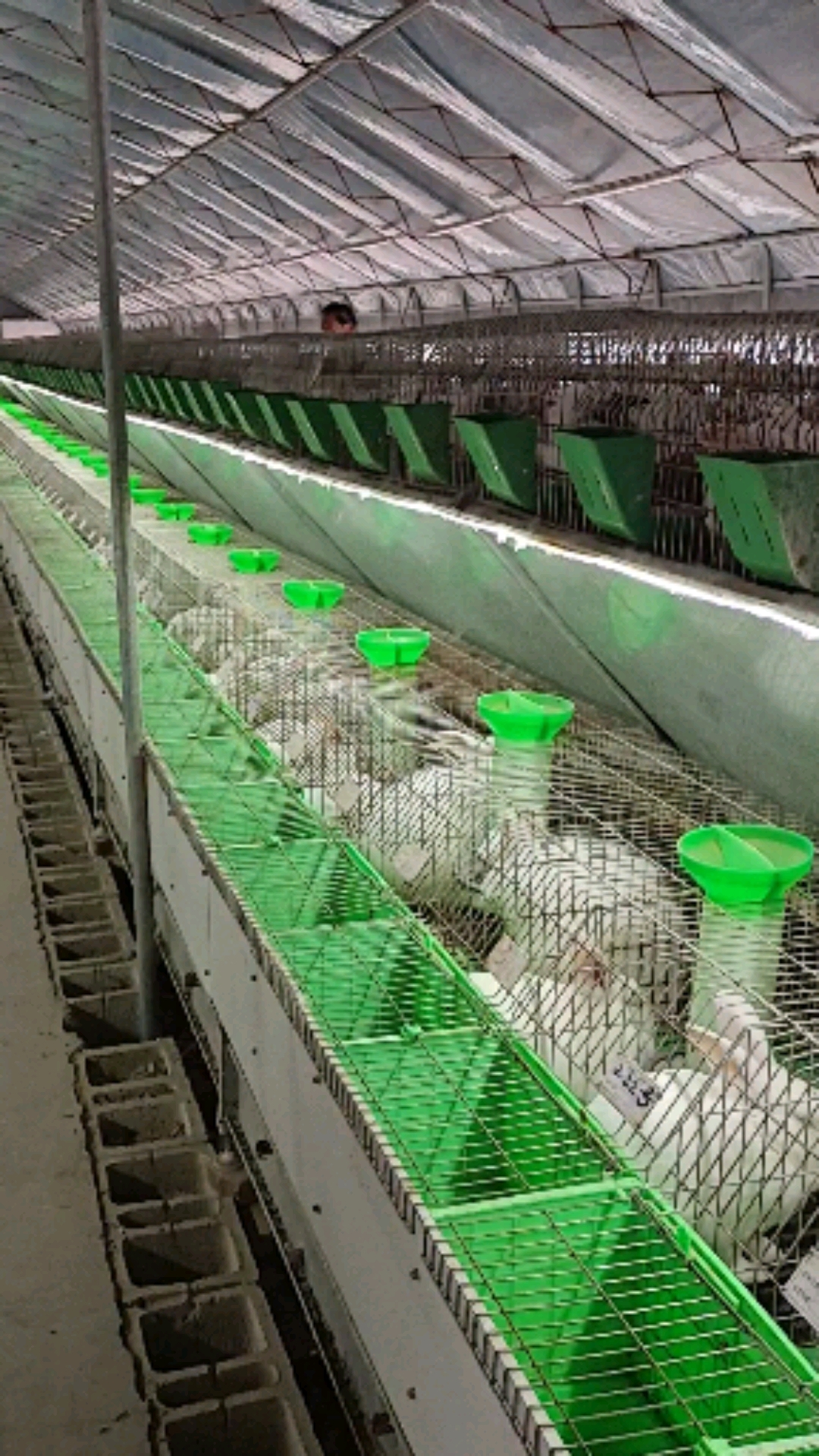 大型种兔养殖场欢迎有想养殖兔子的朋友来场实地参观考察学习养兔,包