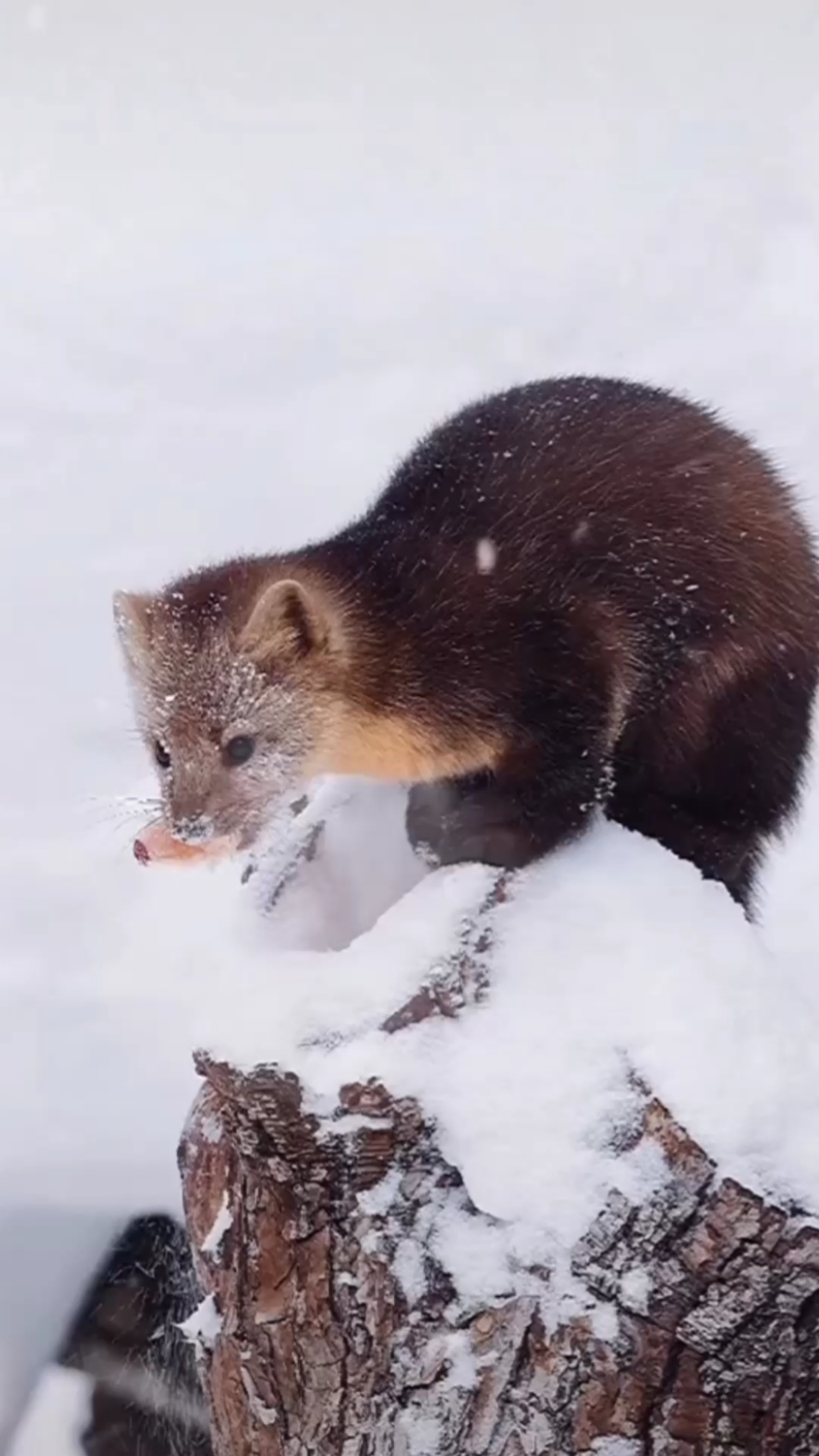 保護野生動物#吉林朋友在野外拍到的一隻萌噠噠的紫貂正在偷藏食物