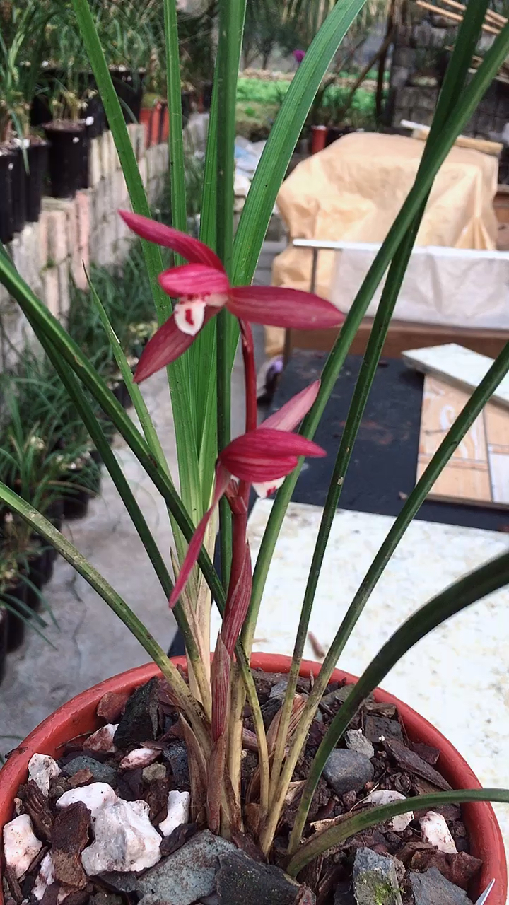 春剑红花,唯一一盆