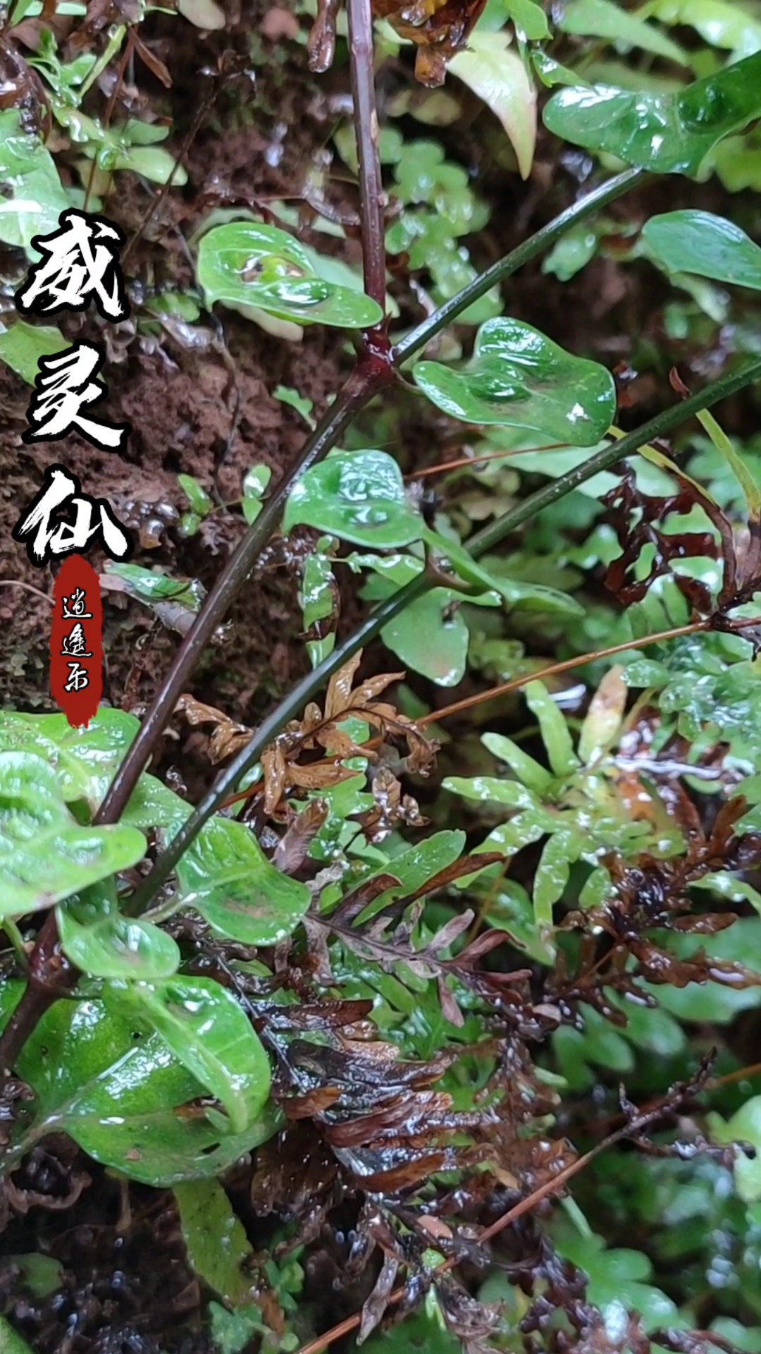 威灵仙原植物图片