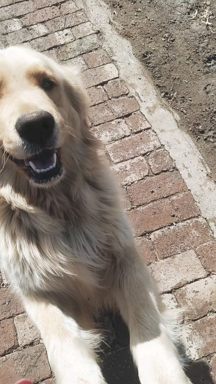 毛绒绒的毛孩儿,一点点的跟着主人.真可爱.