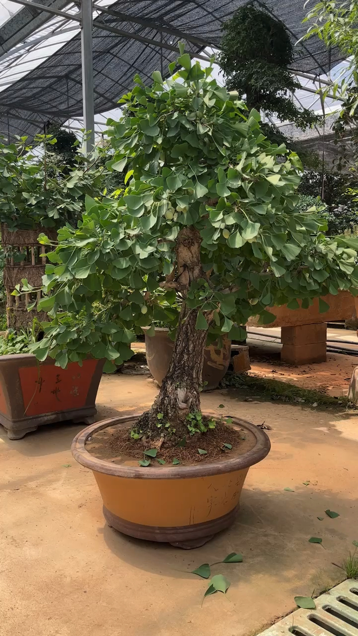 挂果的银杏老桩