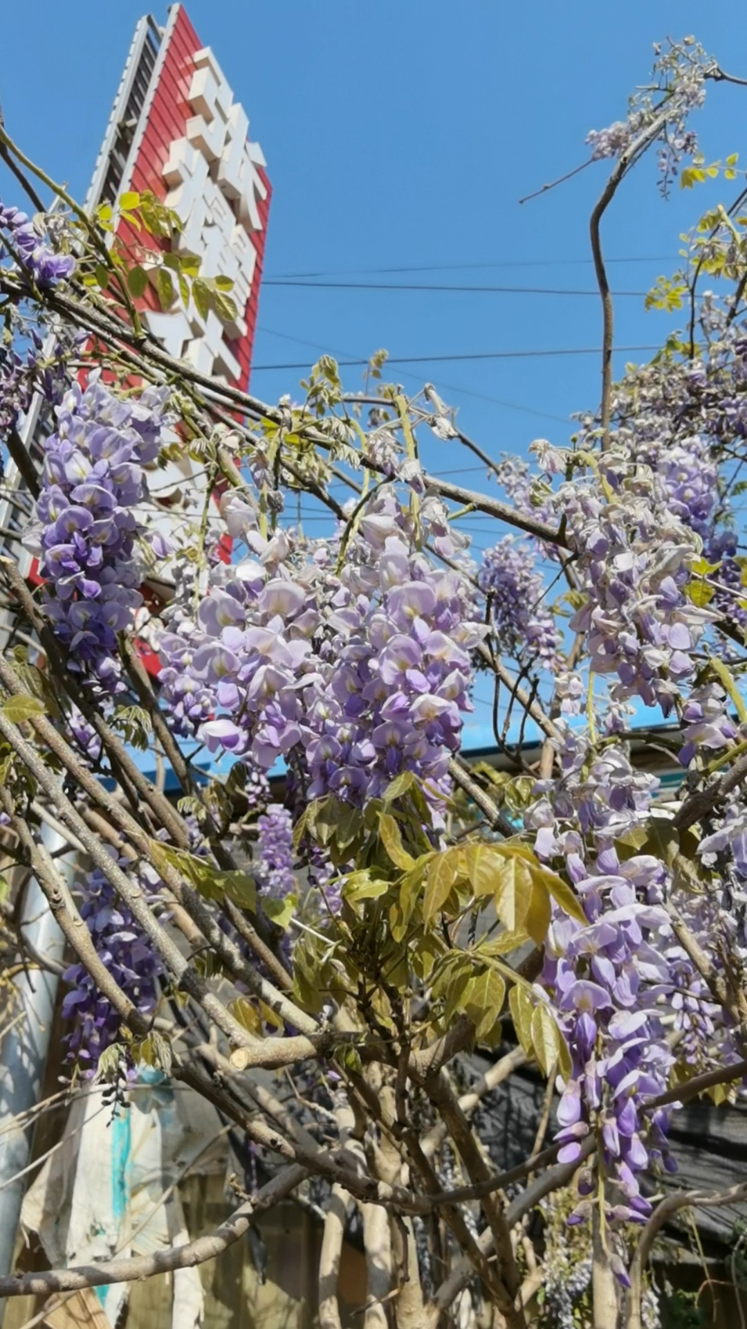 我和春天有个约会#长长的紫罗兰紫藤,花朵抱满枝