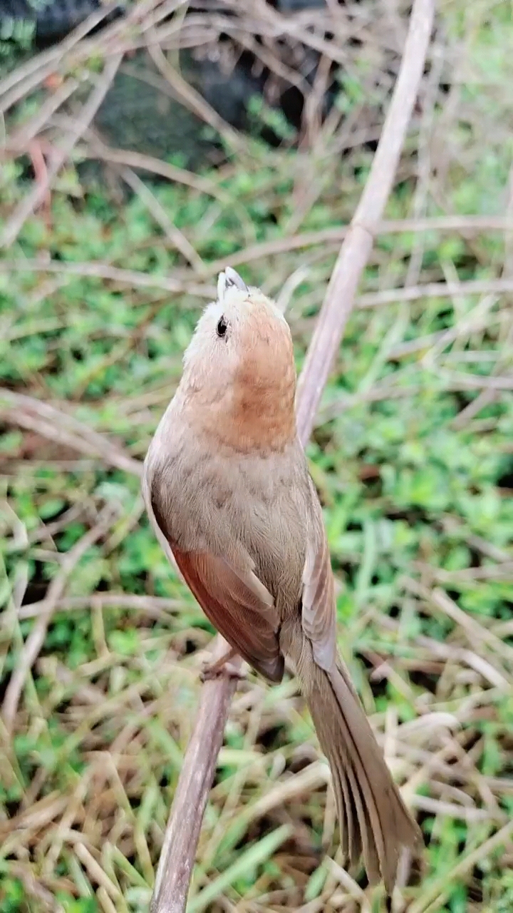 黄腾鸟#漂亮的黄豆鸟