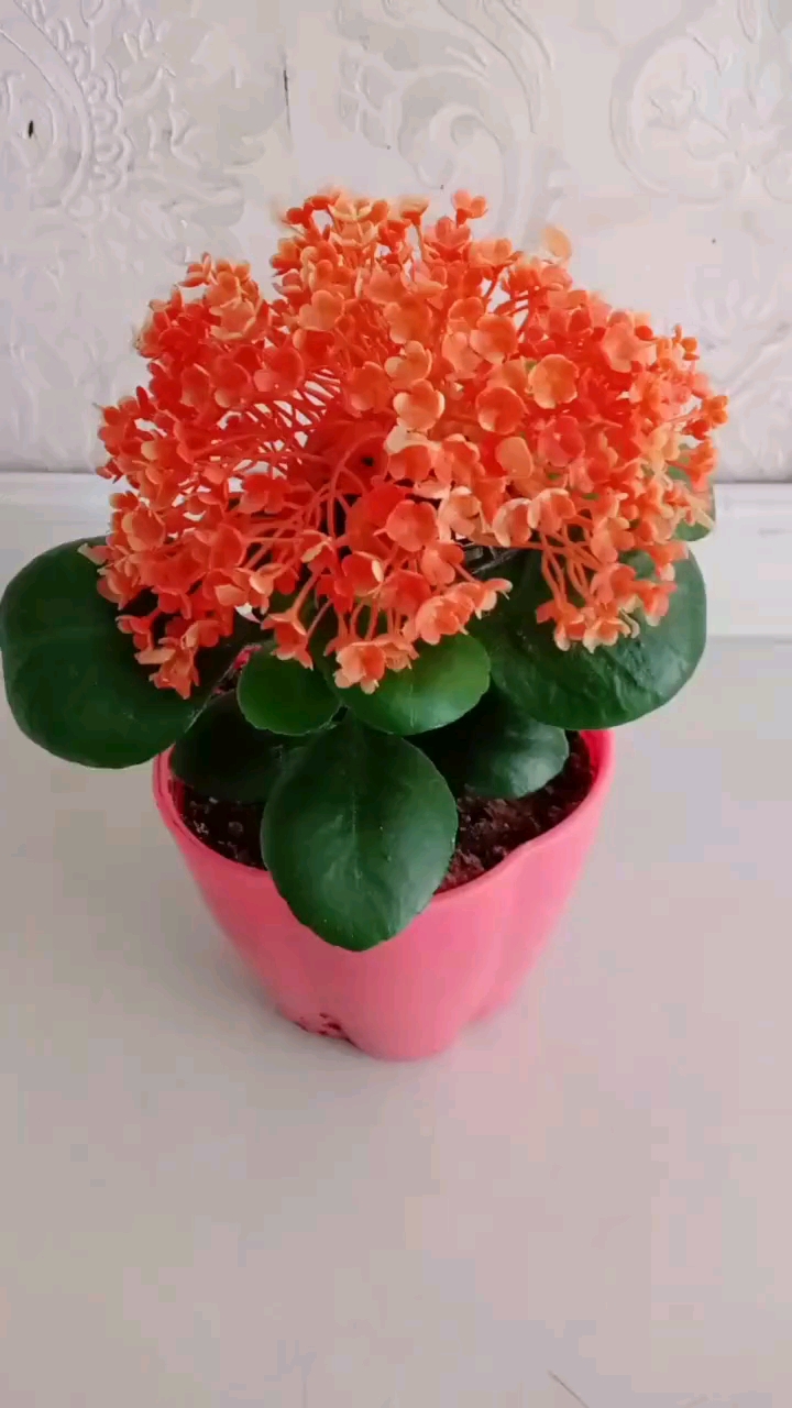 凤尾长寿花,特别漂亮,花期还特别长