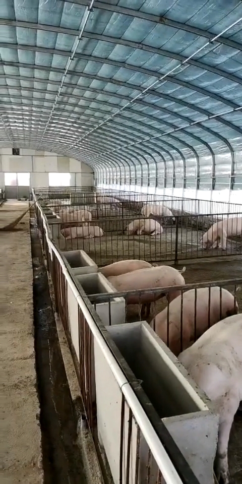 新手养猪,怎养建大棚猪圈,减少前期投资的压力