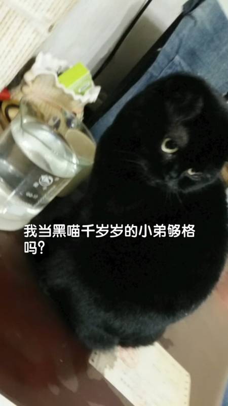 家有猫咪#嘿嘿崇拜千岁岁,也要多吃多喝胖成他那样.-全民小视频