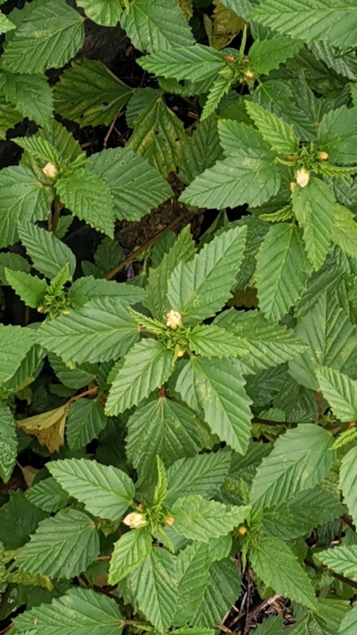 认识植物#认识植物:赛葵?