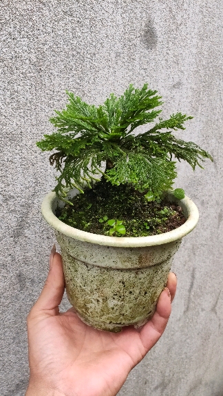 长期出售金弹子熟桩#不死草