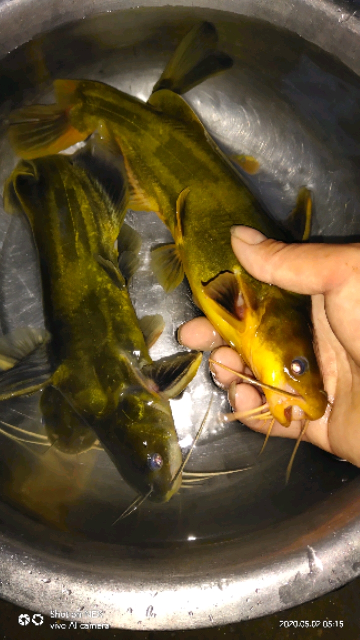 金光闪闪的鱼!你喜欢吗?