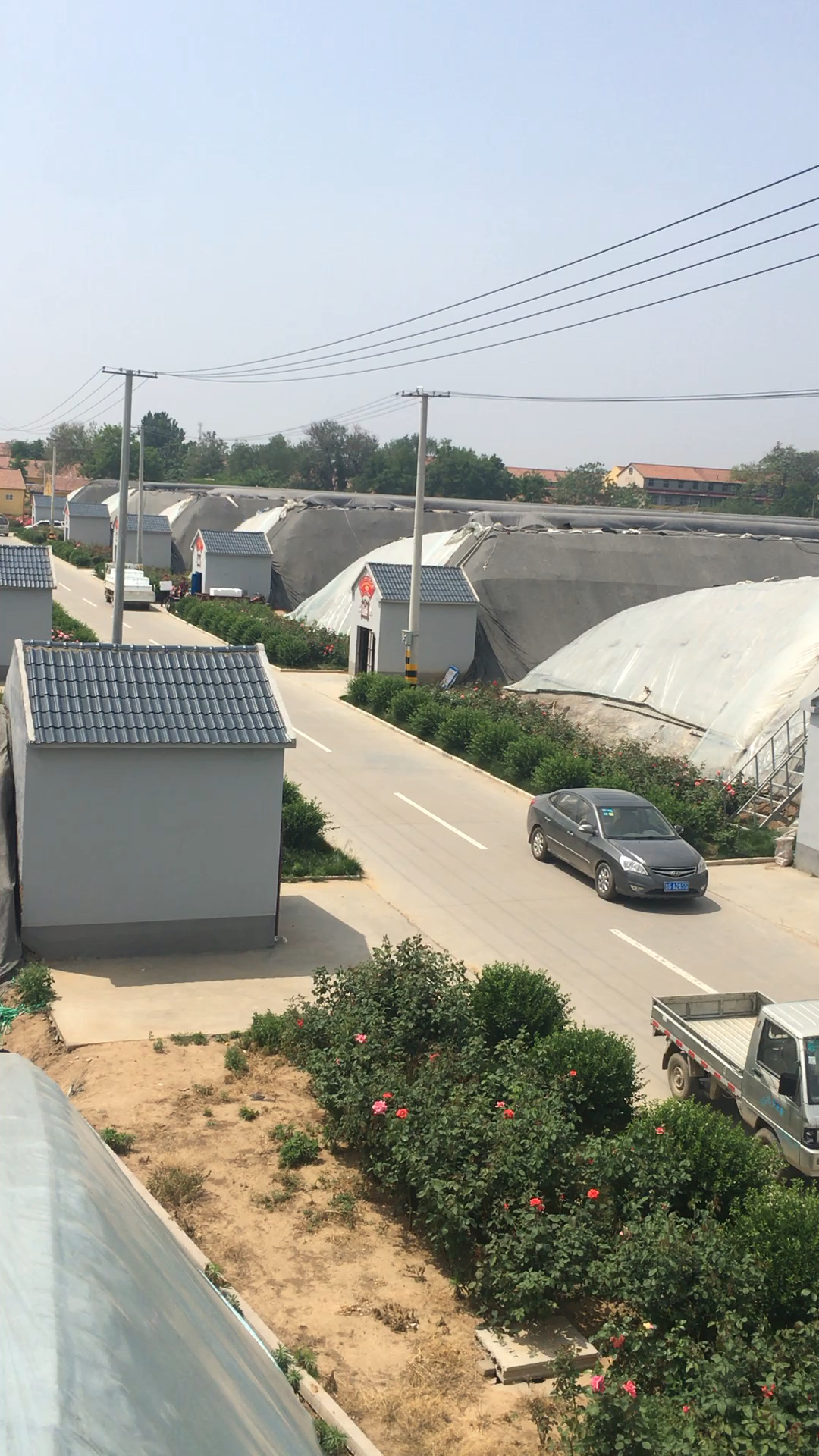 寿光新农人#完美的设计,性价比最高的寿光大棚.