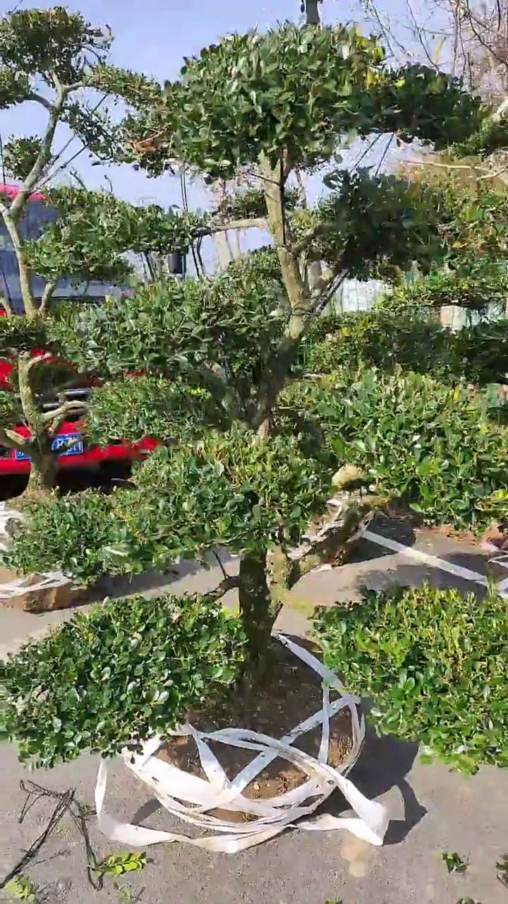 地景黄杨造型适合庭院别墅农家小院栽植四季长青不落叶