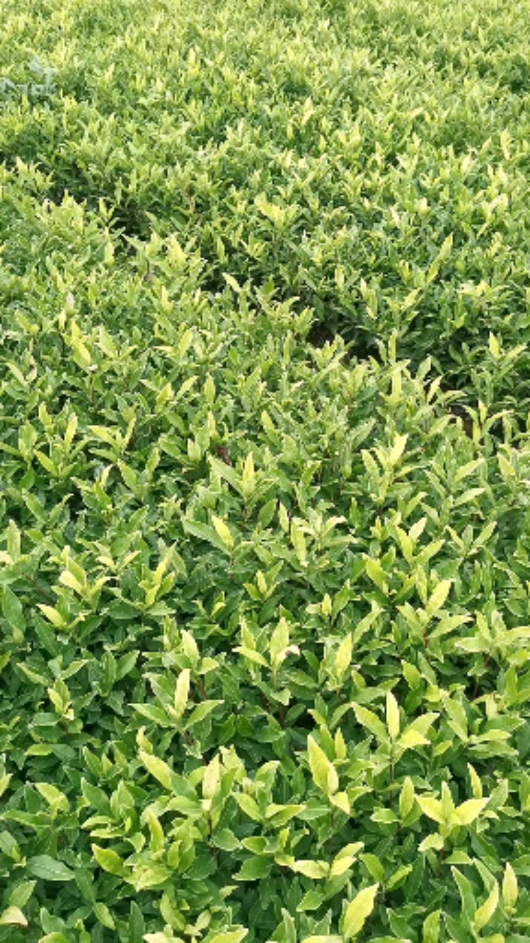 金冠茶#金冠茶茶苗,一年生冬插苗,无性系扦插繁殖茶苗——福安市仔排