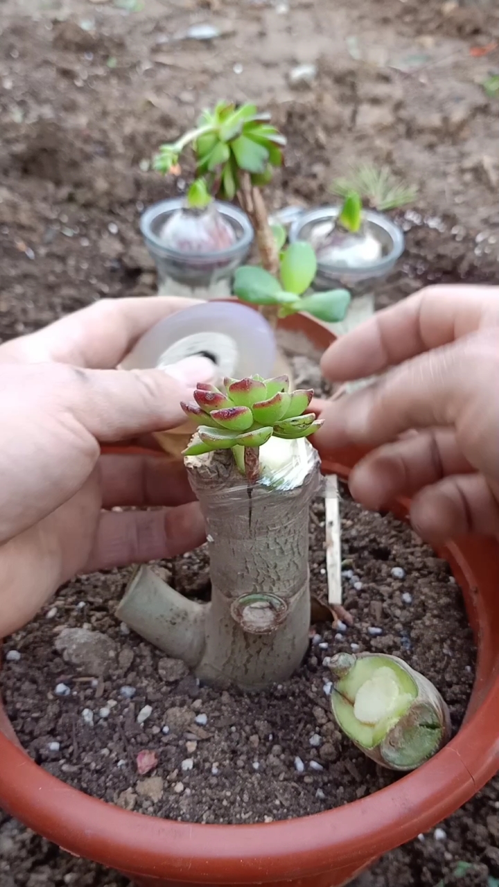 这是嫁接高手#玉树嫁接多肉技术,成活率极高