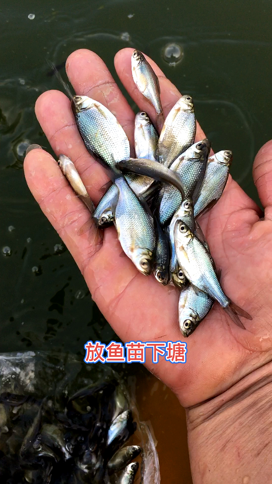 放武昌鱼苗下塘