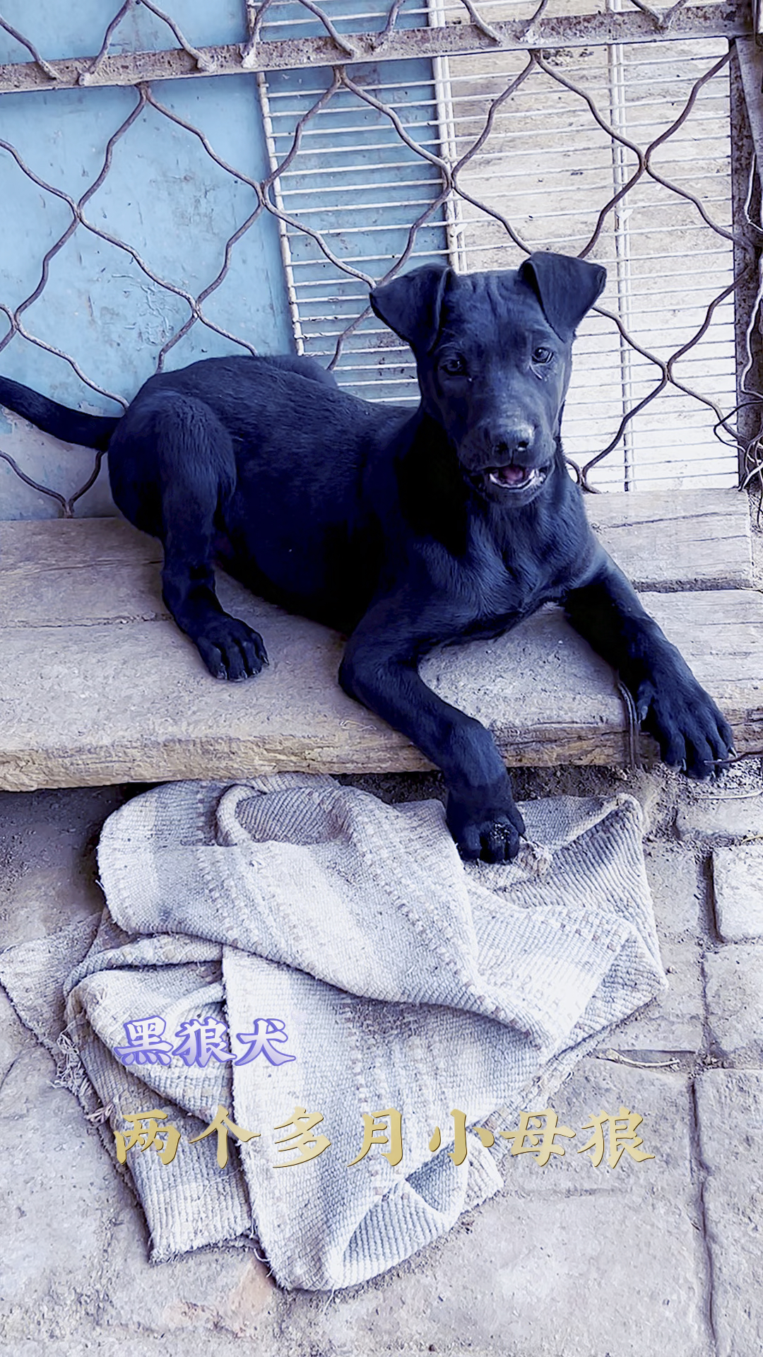 黑狼犬两个月图片