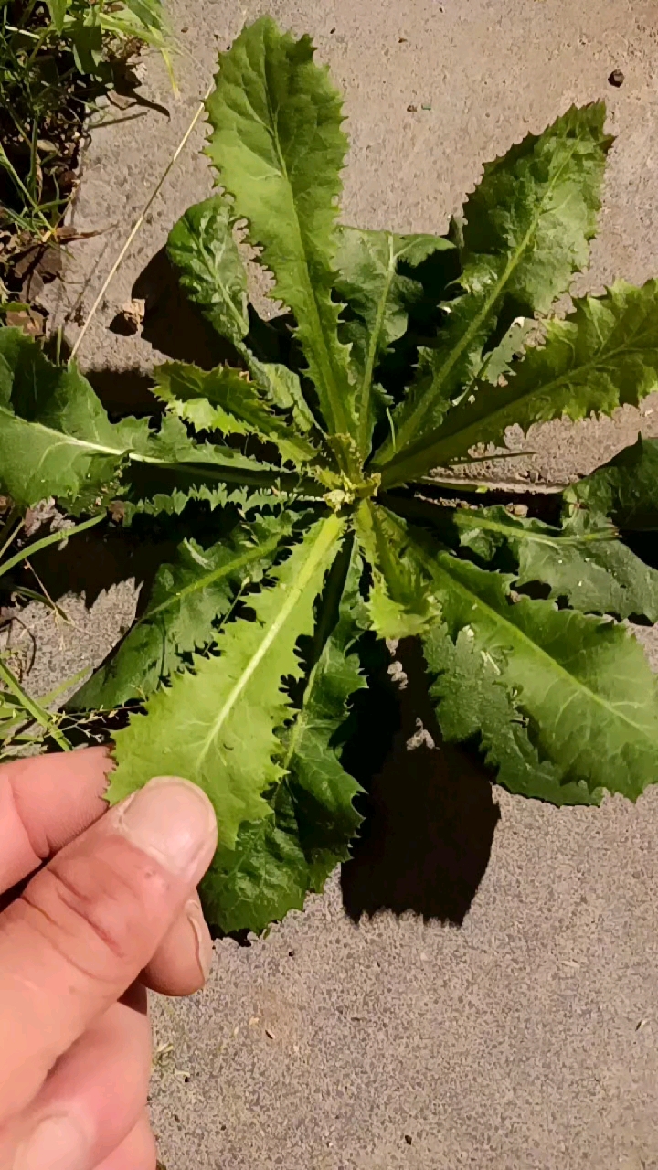 记录生活#纯野生的苦碟子