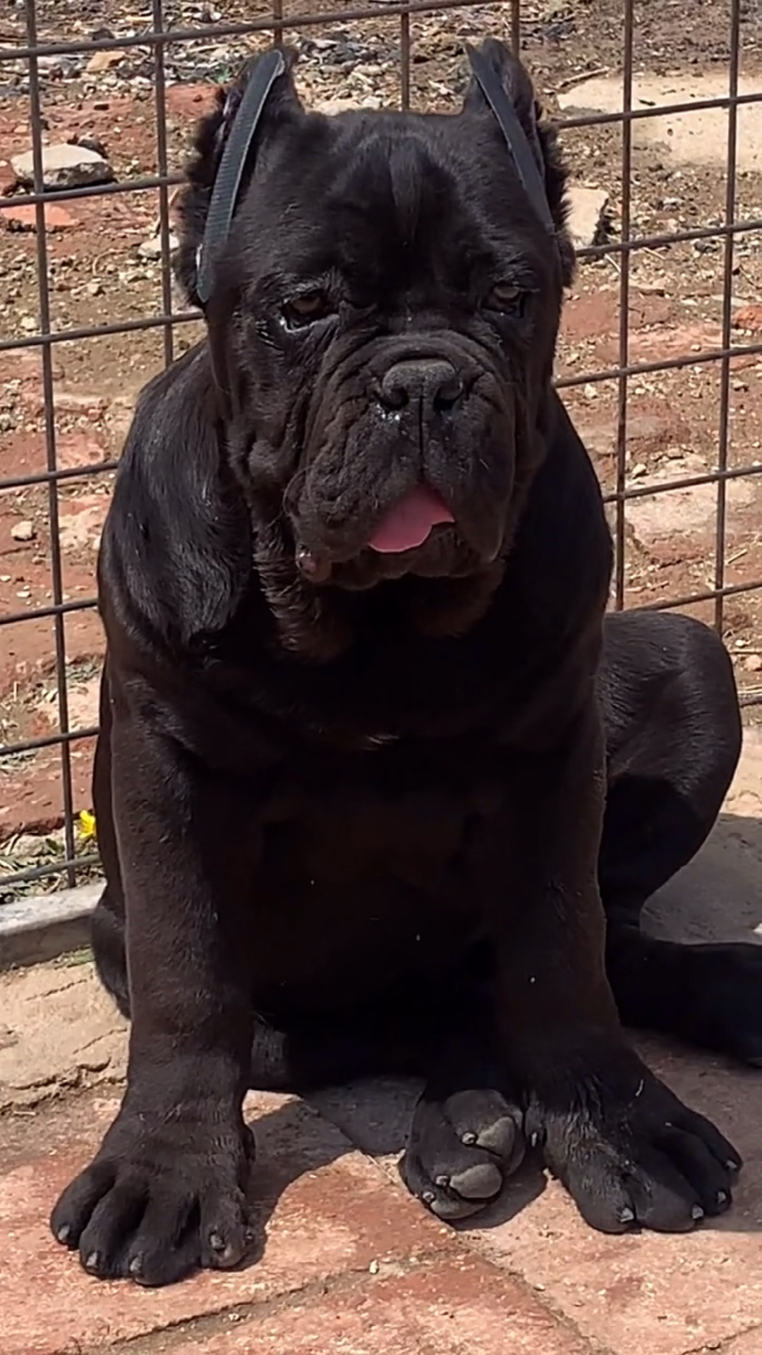 卡斯罗#纯黑无杂色