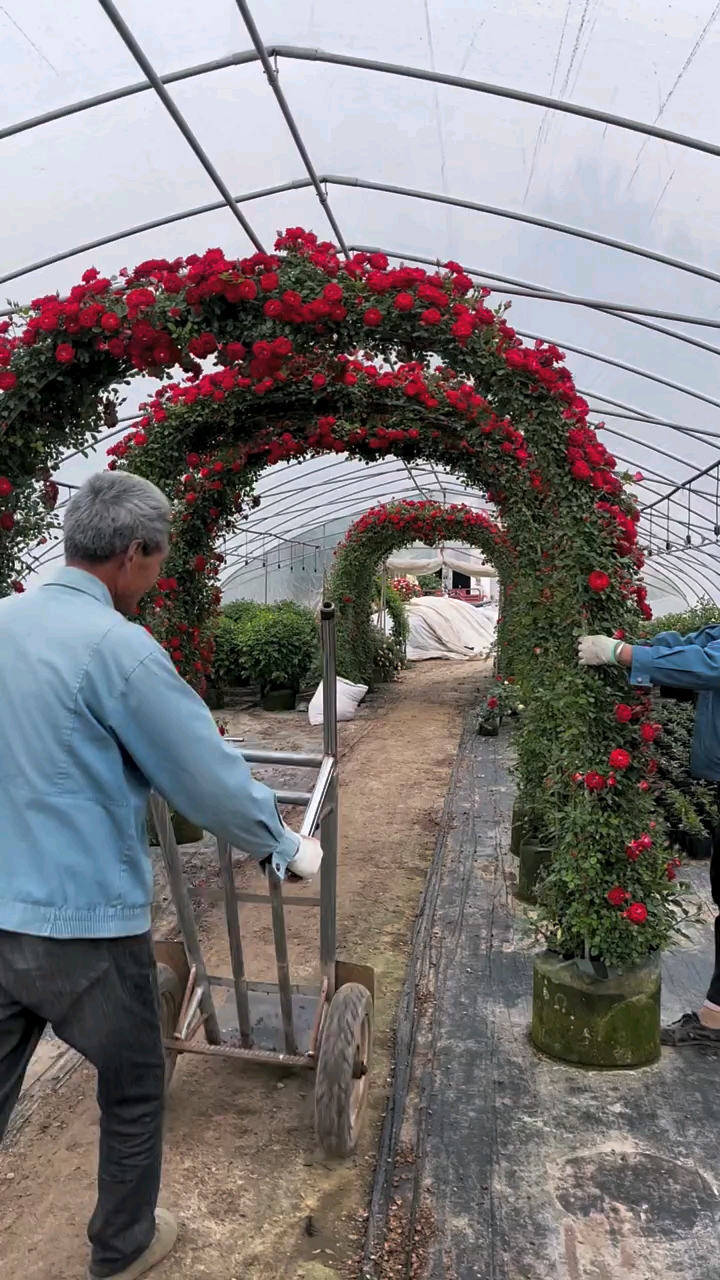 藤本月季成品拱門花量多花期長多幾季循環開花