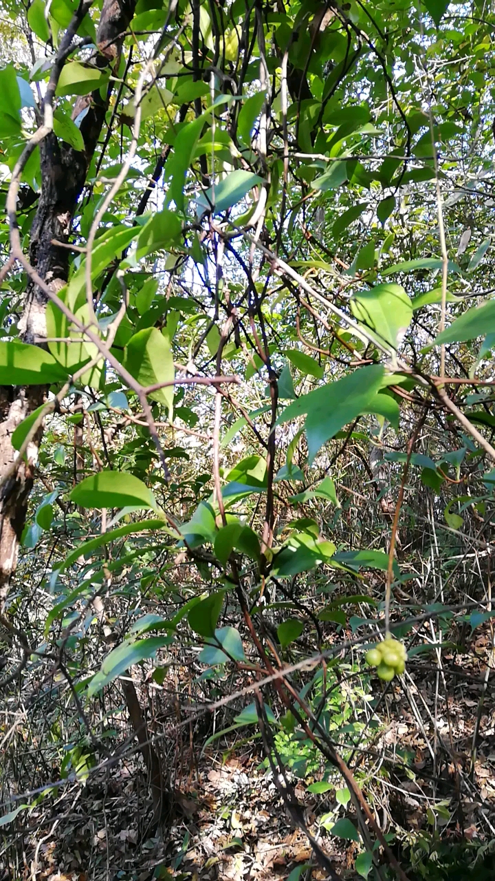 九华山野生中药材南五味子