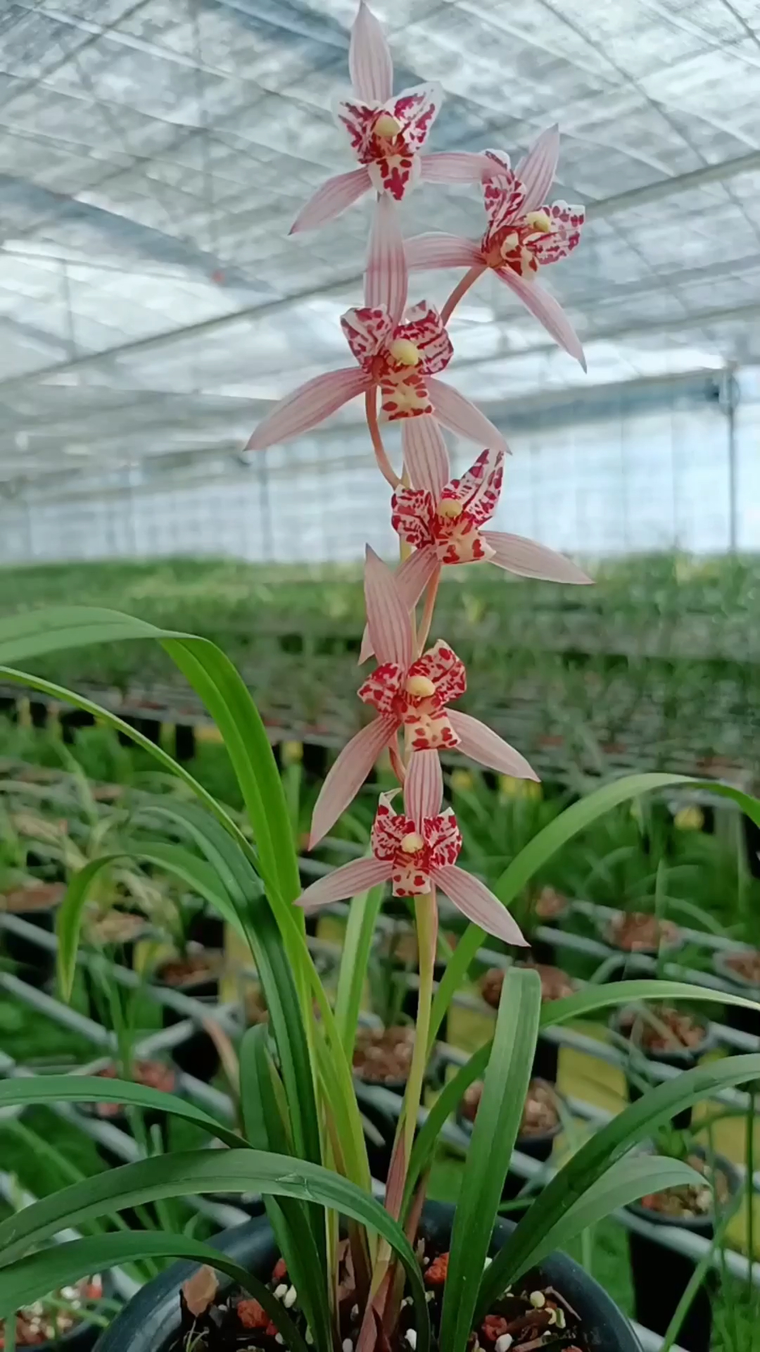 兰花#建兰红三娘