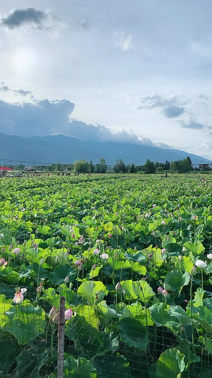 大理银桥莲藕池