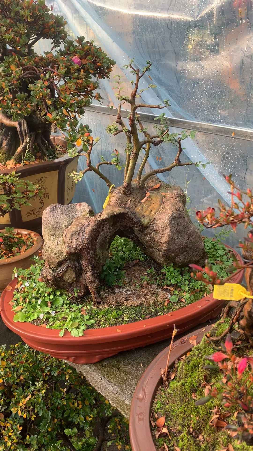 天然抱石榆树盆景