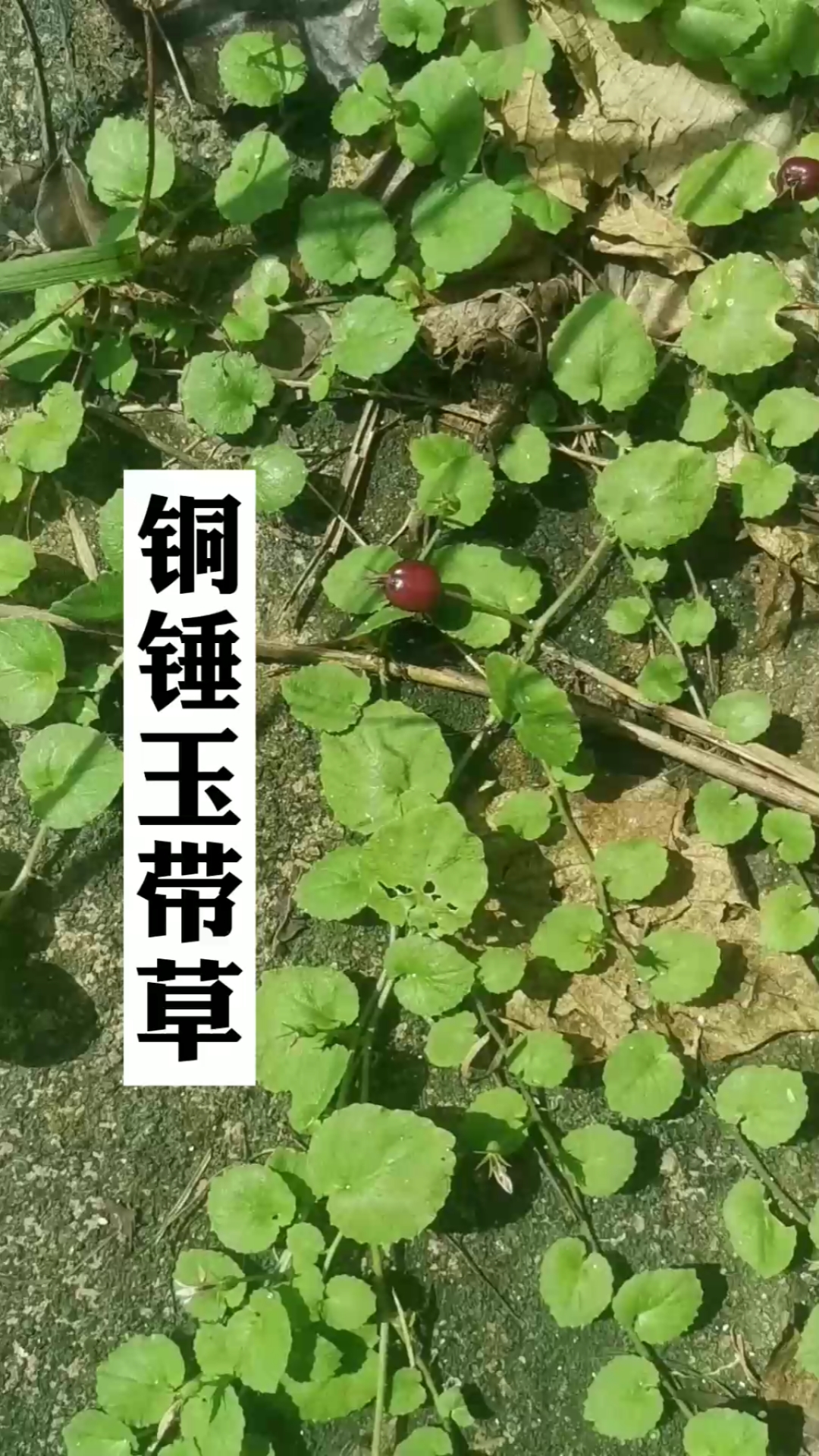 铜锤玉带草,名字很霸气,长得很小巧-度小视