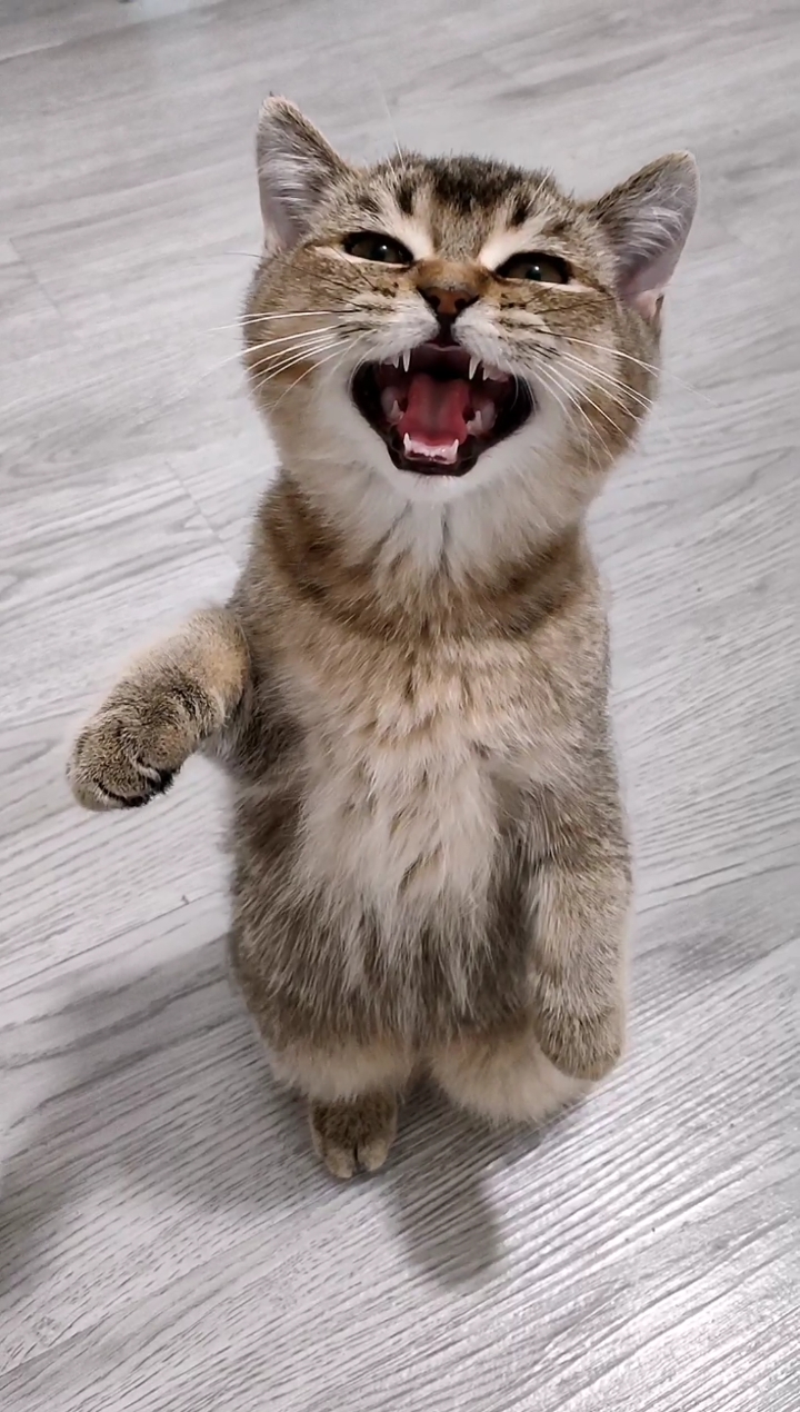 家有萌宠#给你们听听猛兽嘶吼的声音