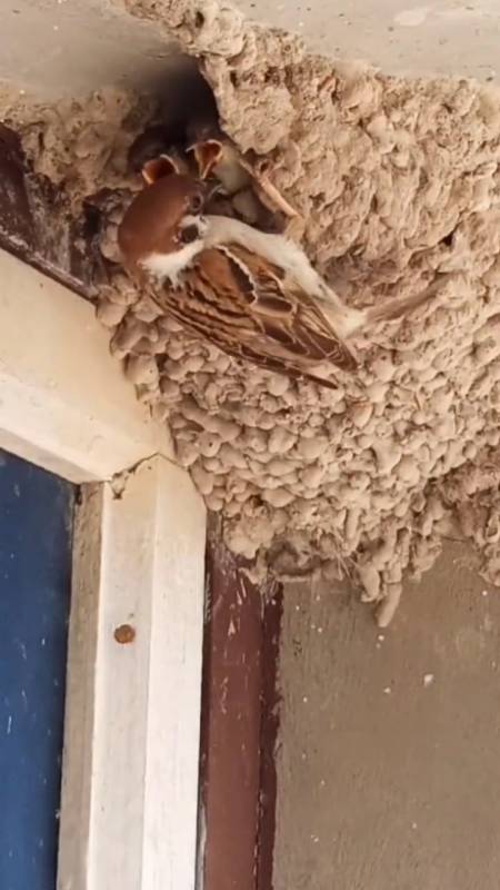 太奇妙了,麻雀借用燕子的窝产仔,真是头一回见