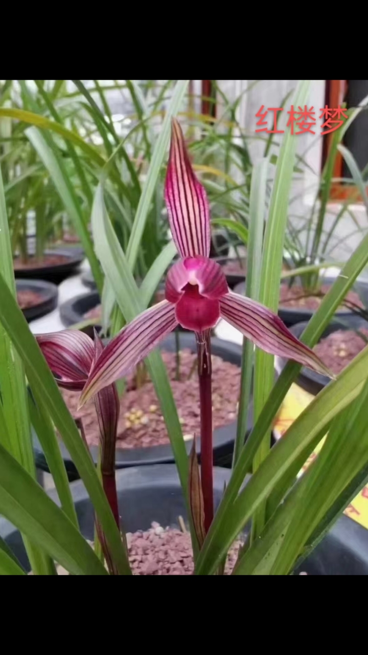 春兰,色花,红楼梦!