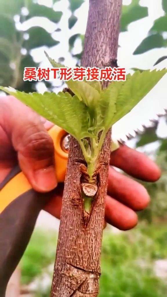 嫁接技术桑树嫁接技术分享成活率极高