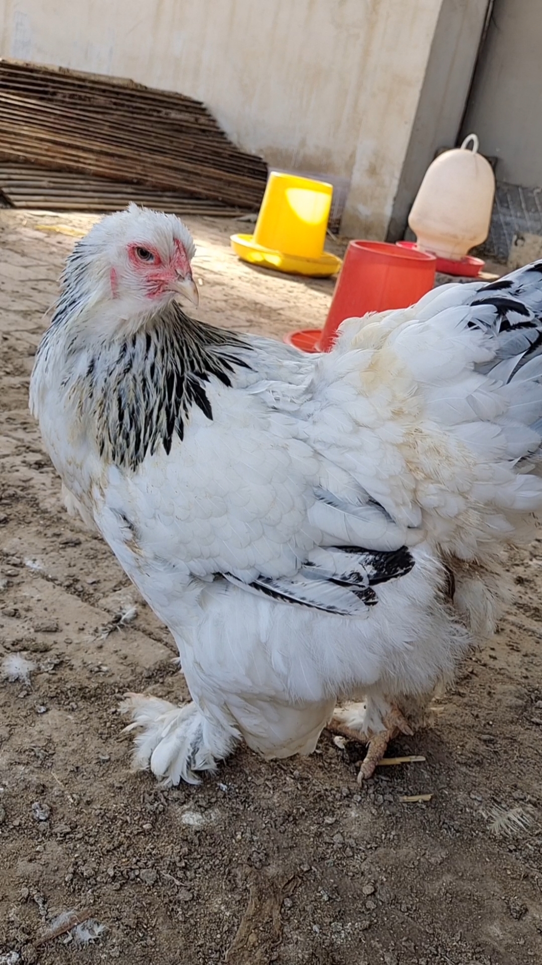 婆罗门鸡#网红梵天鸡