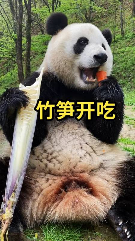 大熊猫#有没有想吃竹笋的,看这竹笋多好