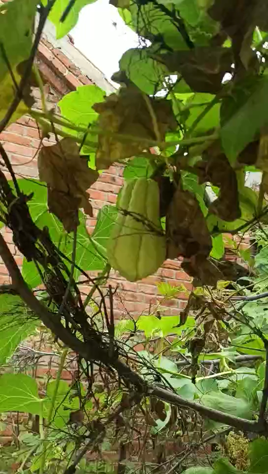 大哥种的这棵佛手瓜真心不错,接了几十个果子