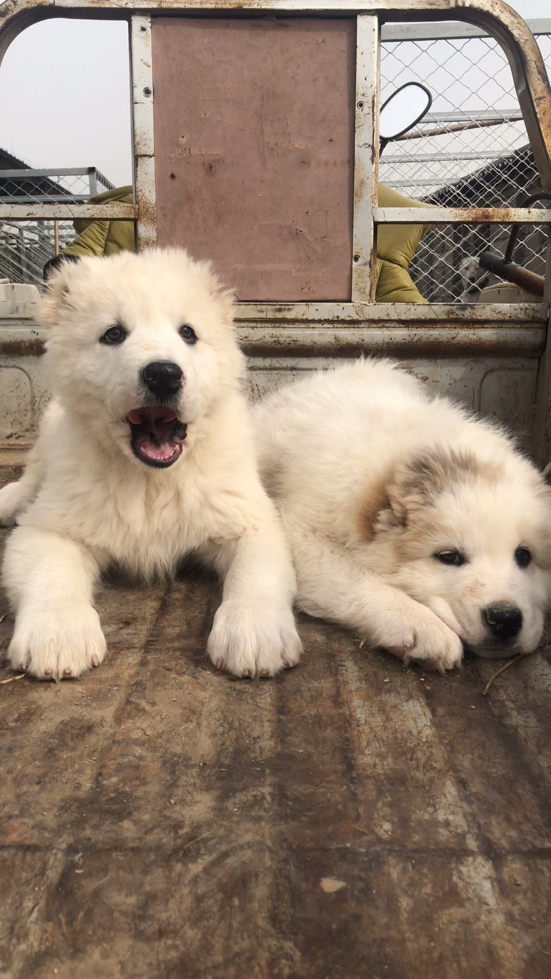 我要上热门#高端纯白中亚牧羊犬