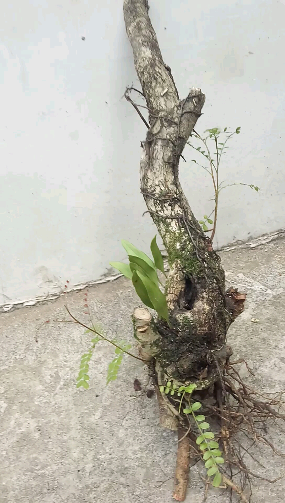 小矮霸红芽小叶清香木,刚下山