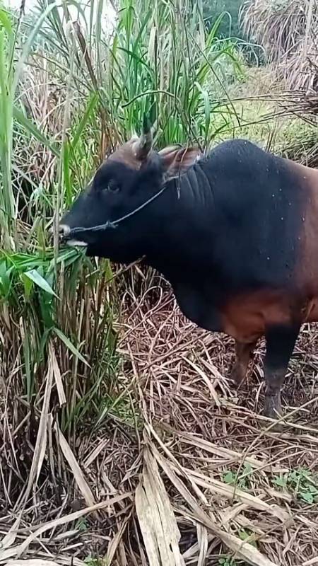 乡村生活#这黄牯牛吃茅吃得真爽,看着都香