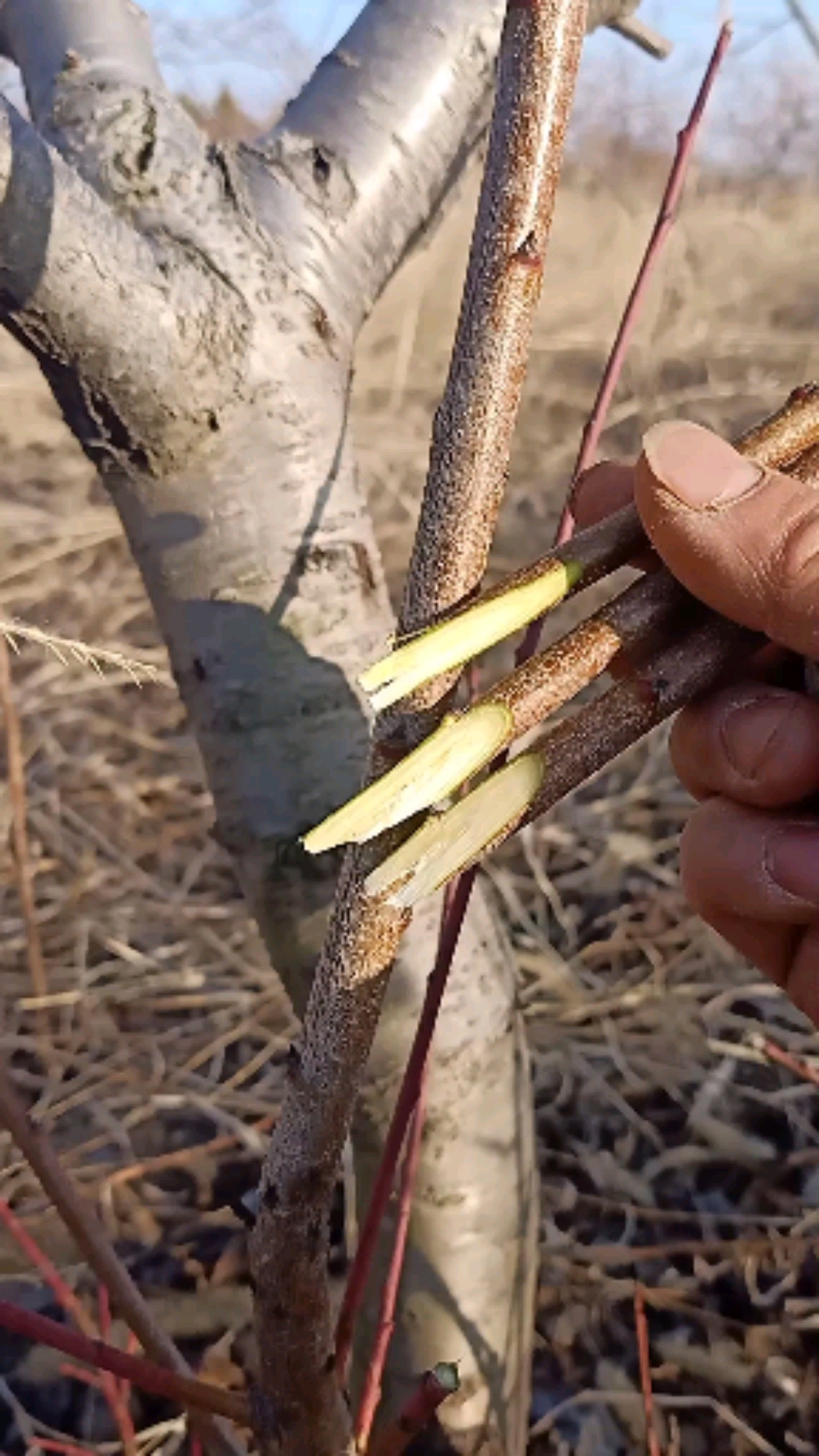 嫁接技术#这是腹接高手,难得一见