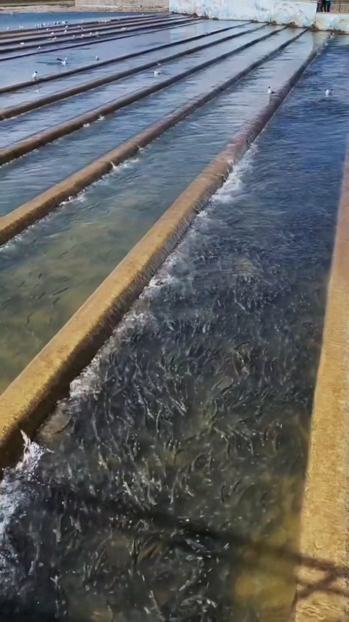 神奇大自然青海湖的湟鱼洄游产卵季节河道里黑鸦鸦的一片场面太壮观了