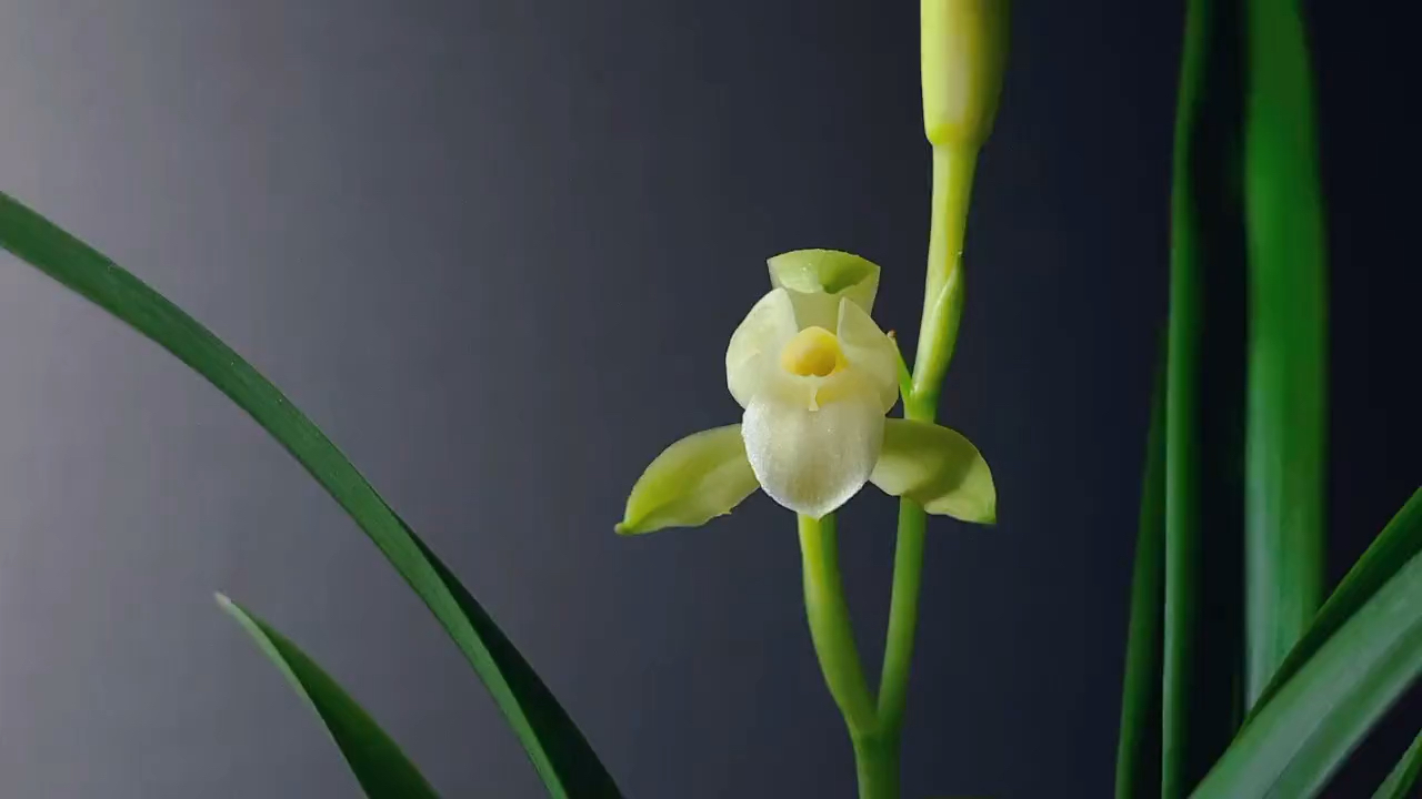 兰花#建兰素冠,勤花勤芽