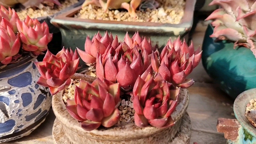 多肉植物#夏天又如何!夏天我们照样红的红女巫小群生老桩!