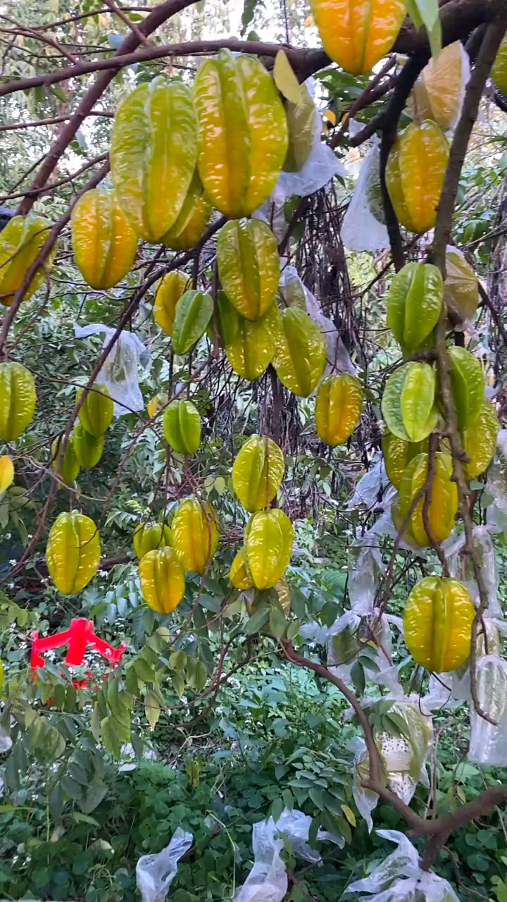 哥姐听说你们还在吃超市很贵的杨桃还不好吃我们这里是杨桃的原产地
