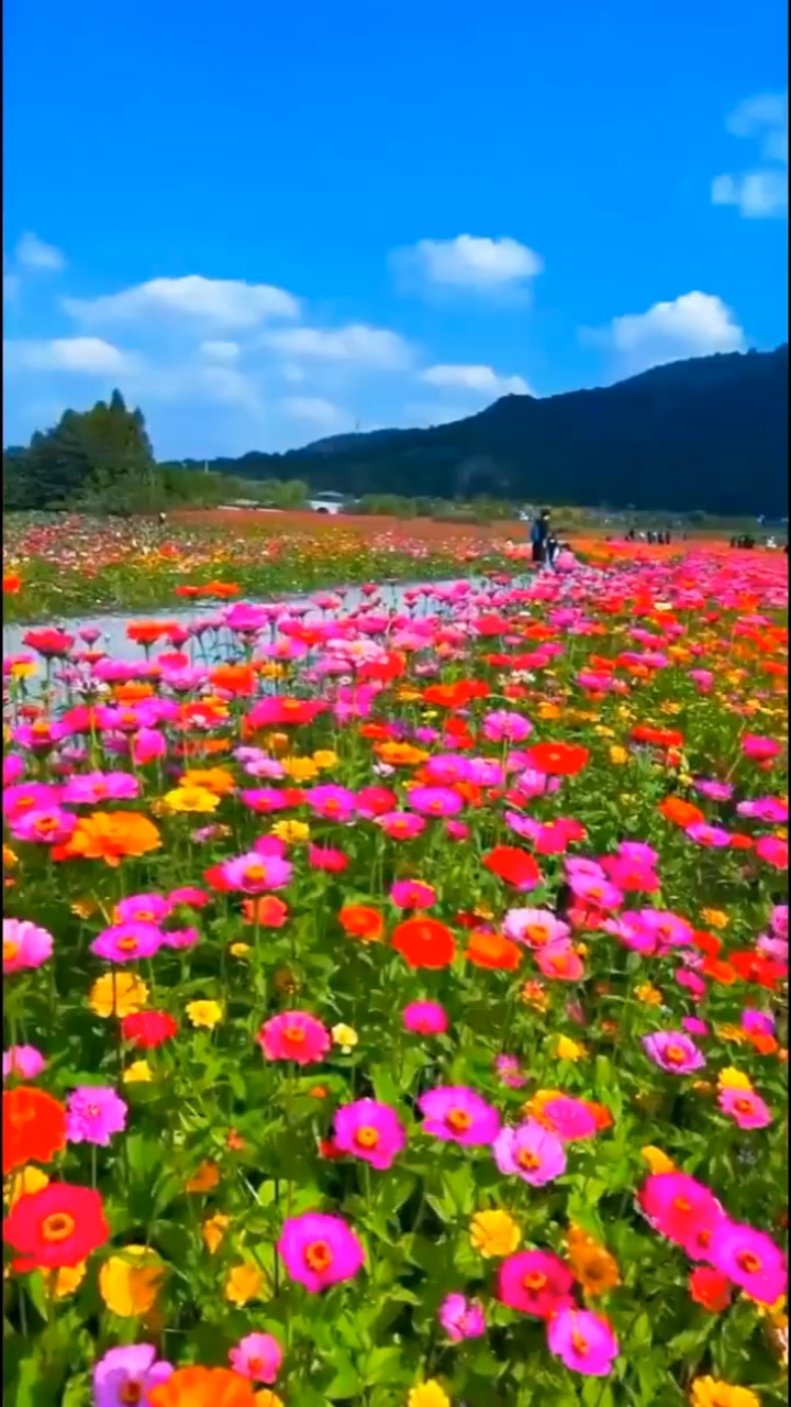 鲜花蓝天风景完美图片图片